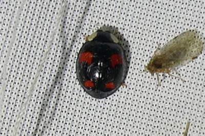 <i>Harmonia axyridis</i>