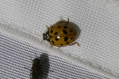 <i>Harmonia axyridis</i>