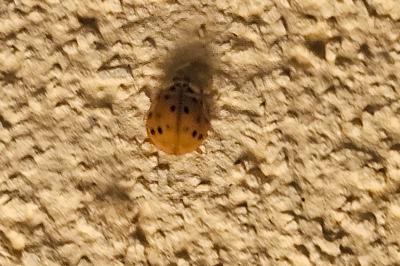 <i>Harmonia axyridis</i>