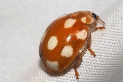 <i>Calvia decemguttata</i>