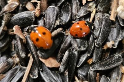 <i>Coccinella septempunctata</i>