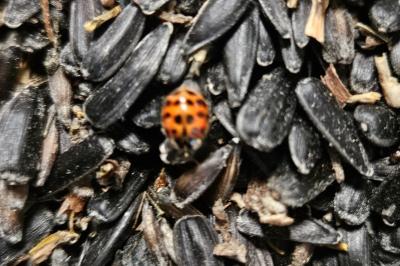 <i>Harmonia axyridis</i>