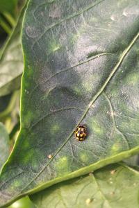<i>Propylea quatuordecimpunctata</i>