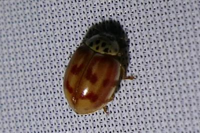 <i>Harmonia quadripunctata</i>