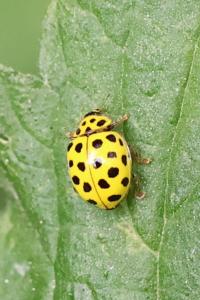 <i>Psyllobora vigintiduopunctata</i>