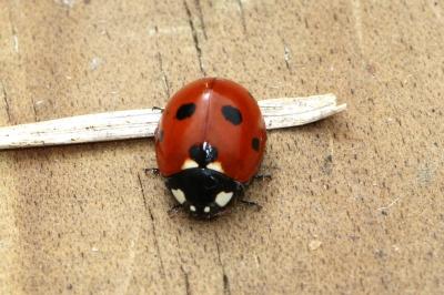 <i>Coccinella septempunctata</i>