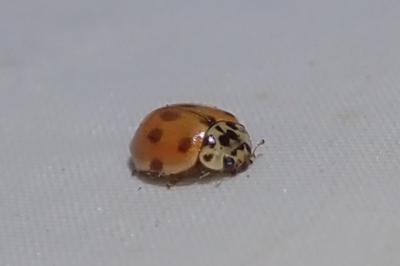 <i>Adalia decempunctata</i>