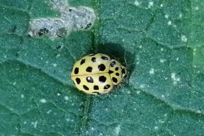 <i>Psyllobora vigintiduopunctata</i>