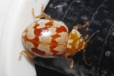 <i>Myrrha octodecimguttata</i>