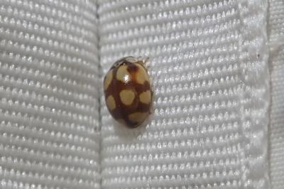 <i>Adalia decempunctata</i>