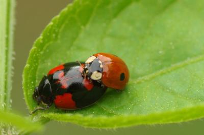 <i>Adalia bipunctata</i>