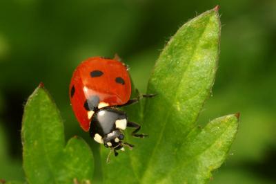<i>Coccinella septempunctata</i>