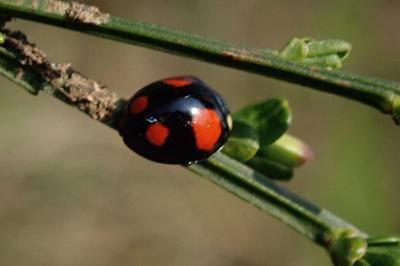 <i>Harmonia axyridis</i>