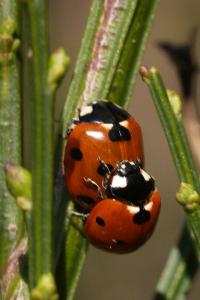 <i>Coccinella septempunctata</i>