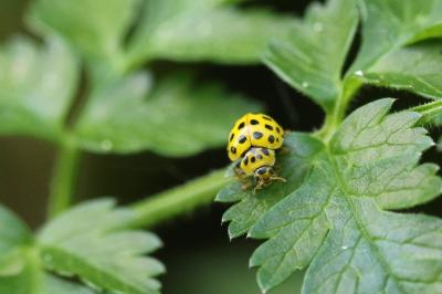 <i>Psyllobora vigintiduopunctata</i>