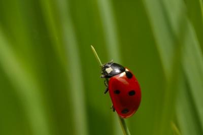 <i>Coccinella septempunctata</i>