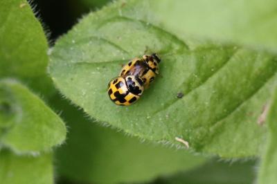 <i>Propylea quatuordecimpunctata</i>