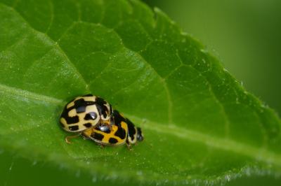 Propylea quatuordecimpunctata
