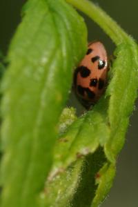 <i>Oenopia conglobata</i>