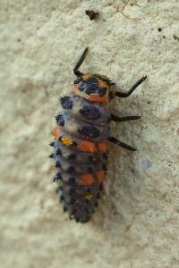 <i>Coccinella septempunctata</i>