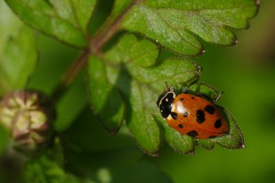 <i>Hippodamia variegata</i>