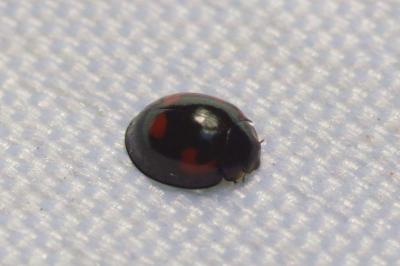 <i>Exochomus quadripustulatus</i>