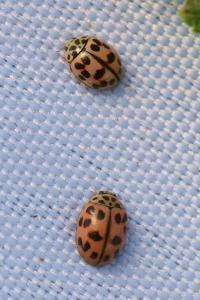 <i>Oenopia conglobata</i>