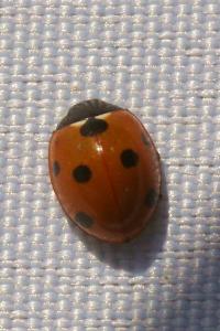 <i>Coccinella septempunctata</i>