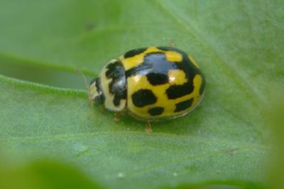 <i>Propylea quatuordecimpunctata</i>