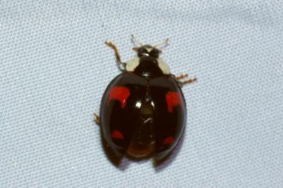 <i>Harmonia axyridis</i>