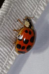 <i>Harmonia axyridis</i>