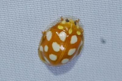 <i>Halyzia sedecimguttata</i>