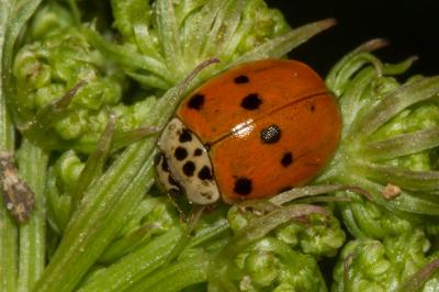<i>Adalia decempunctata</i>