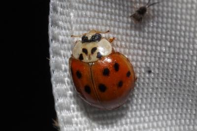 <i>Harmonia axyridis</i>