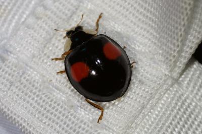 <i>Harmonia axyridis</i>