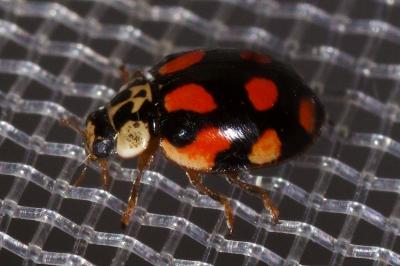<i>Adalia decempunctata</i>