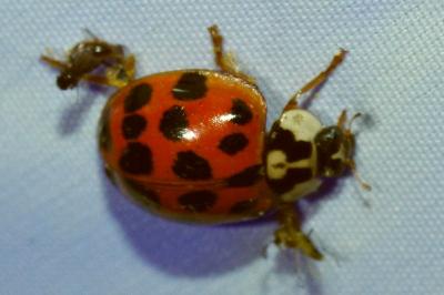 <i>Harmonia axyridis</i>