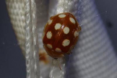 <i>Vibidia duodecimguttata</i>