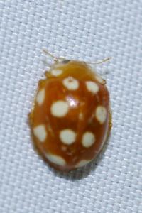 <i>Vibidia duodecimguttata</i>