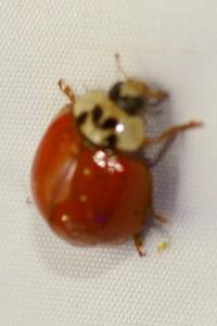 <i>Harmonia axyridis</i>