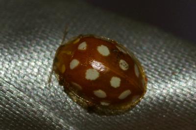 <i>Halyzia sedecimguttata</i>