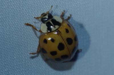 <i>Harmonia axyridis</i>