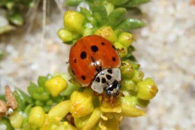 <i>Adalia decempunctata</i>