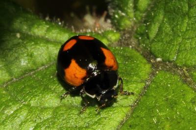 <i>Adalia bipunctata</i>