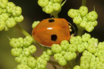 <i>Adalia bipunctata</i>