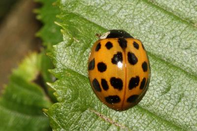<i>Harmonia axyridis</i>
