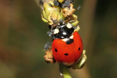<i>Coccinella septempunctata</i>