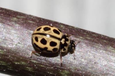 <i>Tytthaspis sedecimpunctata</i>