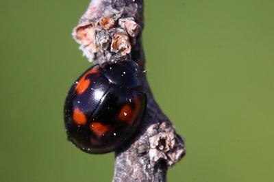 Exochomus quadripustulatus