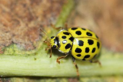 <i>Psyllobora vigintiduopunctata</i>